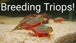 How To BREED Triops and Collect EGGS!