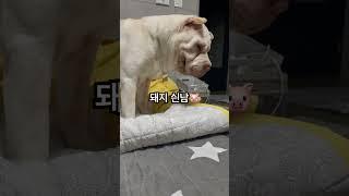 꿀꿀vs뭉뭉이(호랑이무시하던애)