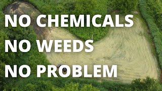 How I Plant Weed Free Food Plots Without Using Chemicals