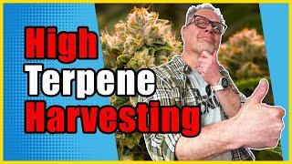 Drying and Curing Your Cannabis for Maximum Terpenes