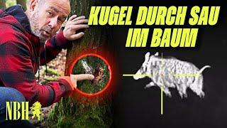 Extreme Gefahr: Kugel durchschlägt 50 kg Wildschwein und bleibt im Baum stecken! – 1. HIKMICRO Video