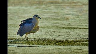 Black-crowned Night-Heron hunts for food at Dusk!