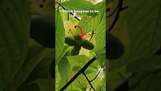 Forage The Largest Fruit In The US?! #explore #foraging #pawpaw #nature