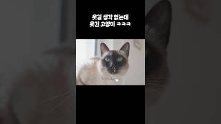 생긴 게 그냥 웃김￼￼