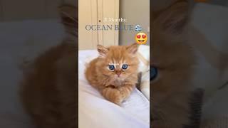 Cat Funny King #shortvideo #funnycatsanddogsnew2025 #trendingshorts #cute #cat