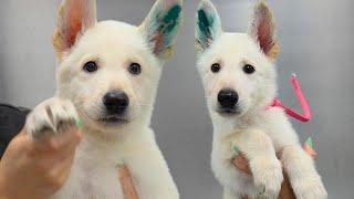 The Cuteness Aggression Is Real With This Adorable Little Shepherd Puppy 