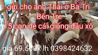 Gửi anh thái ở Bến Tre 15 con dê cái giống đầu xô giá 69.500k lh 0398424632