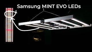 Mammoth Samsung MINT EVO LED grow light test and review