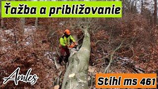 Dokončujeme bukovy porast + borovice a hraby/Orvex LT 100/Zetor Proxima/Hard work/Working in forest