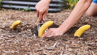 Just Bury Bananas in the Garden and This Happens