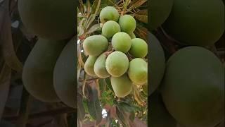 Beautiful mango /tree mango #nature #india #trending #villagelife #farming