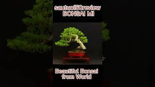 Beautiful Bonsai from World sautuoi50review