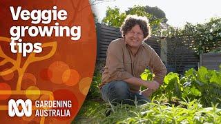 How to maximise your vegetable gardens produce year-round  | Gardening 101 | Gardening Australia