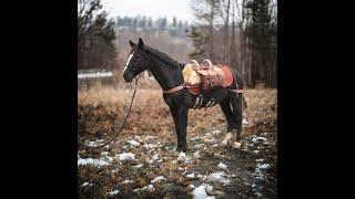 Packsattel / Packsaddle / Säumen / Wandern mit Pferd - INLAND Saddlery