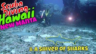 Kona's Newest Manta Ray!  | Kona Honu Divers