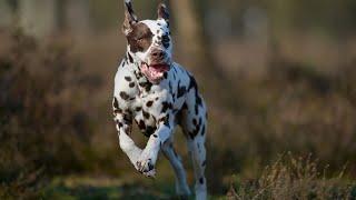 Everything You Need to Know About the Dalmatian's Coat Color and Pattern