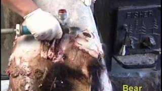 Fleshing a Bear Hide with a Whizard Trimmer