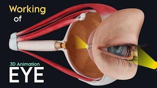 Working of a Human Eye : 3D Animation | The Scopic Vision