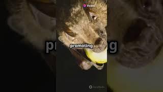 Some interesting facts about bats #reels #viralvideo #shorts #animals