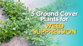 Top 5 Ground Cover Plants for Weed Suppression