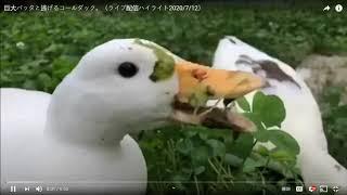 ROCK-DUCK