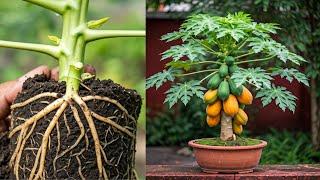 LIVEPAPAYA TREE Growth Hacks for Busy Gardeners Like You! #livestream #live