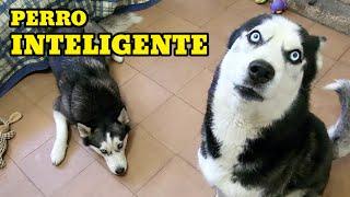 PERRO INTELIGENTE HABLA Y ES CAPAZ DE MANTENER UNA CONVERSACIÓN 