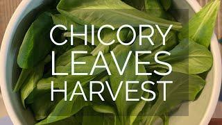 Grow vegetables in the house | Chicory leaves harvest