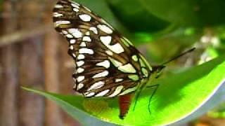 Mariposa Dione juno, colocando sus huevos