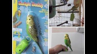 Budgie Buddy (Interactive Toy) - Unboxing & Review