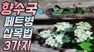 페트병으로 수국 집에서 삽목하는 3가지 방법(feat.스위치 오필리아)