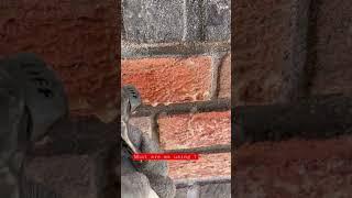 How to CLEAN bricks  #bricklaying #bricklayers #shorts