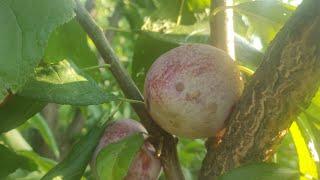 Плуот Дапл Денди/Pluot Dapple Dandy