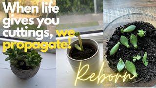 How to propagate succulents from cuttings 🪴