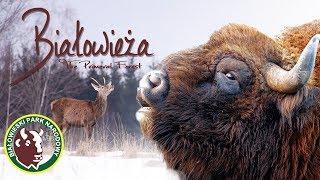 The Primeval Forest of Białowieża - Nature documentary, 2014 (Eng Subs)'