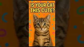 Is Your Cat a Tabby? Here’s Why They’re Special!
