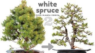 White Spruce - Picea, Bonsai - Pruning & Wiring #2