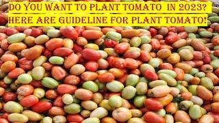 Do You Want To Plant Tomato  in 2023? | Here Are Guidelines For Planting Tomato!