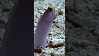 The Shy Yellow Fish That Dives Backwards! #Shorts #YellowFish #Jawfish