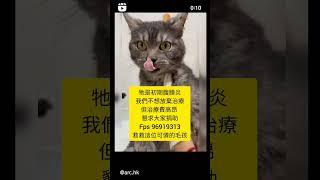 動物救援收容所電話 ：+852 96919313 #catadoption #貓奴 #寵物 #愛護動物 #領養 #貓 #流浪動物  #adoption  #cat #petadoption #毛小孩