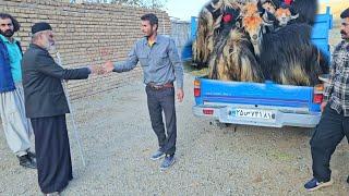 Charms of village life Babak sells old sheep and brings young goats to the village