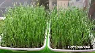 Dhamma Earth's Edible Garden Project