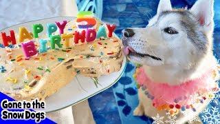 How to Make a Dog Birthday Cake | Birthday Cake For Dogs | DIY Dog Treats Recipe 98