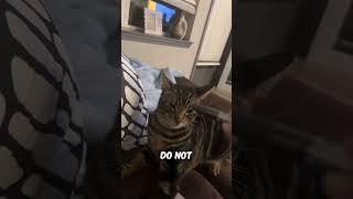 He's Secretly Spying Over His Owner