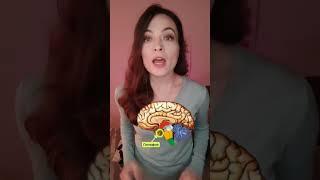 Как организм реагирует на стресс?