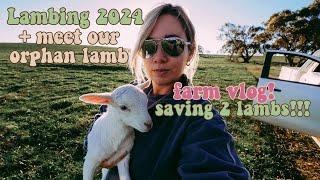 LAMBING time! We SAVED 2 lambs! Assisting a difficult birth + meet Orphan Lamb | Farm vlog Australia