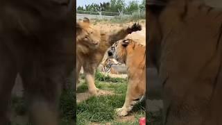 Naughty lion and Tiger fun fight 