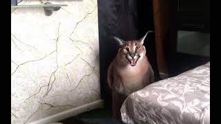 Big Floppa meow  (new kerr DLC)
