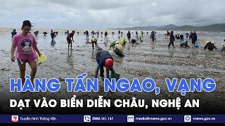 Hàng tấn ngao, vạng dạt vào biển Diễn Châu, Nghệ An - VNews