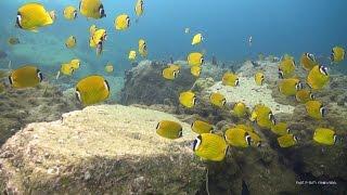 Scuba Diving in Thailand | Koh Tao Dive Site Preview - Shark Island